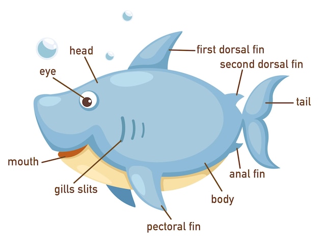 Illustration of shark vocabulary part of body