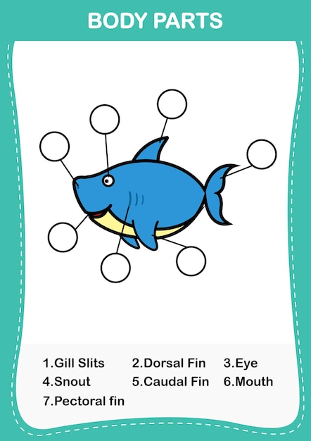 Illustration of shark vocabulary part of bodyWrite the correct numbers of body partsvector