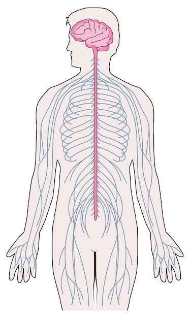 Illustration showing nervous system and vertebral column