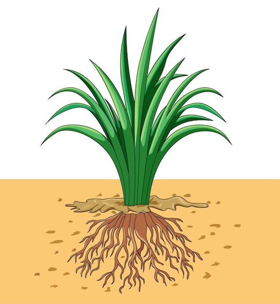 Illustration showing plant and roots