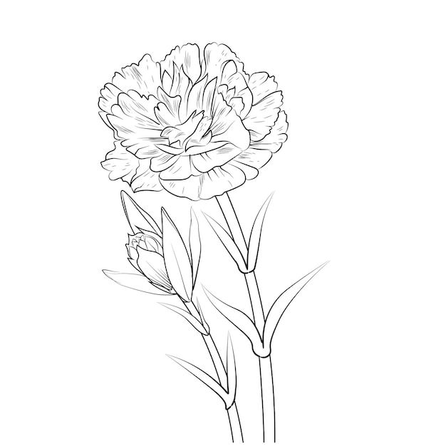 Illustration sketch contour bouquet of carnation flowers branch botanical summer collection.