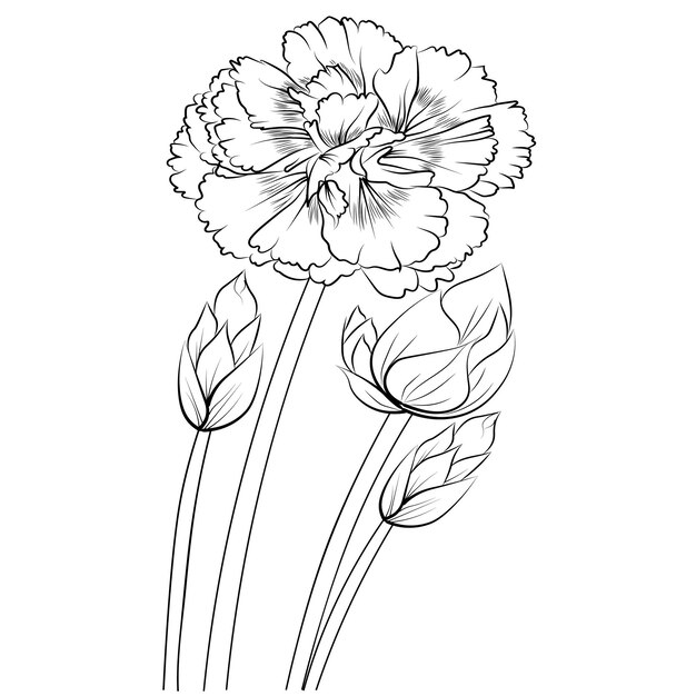 Vector illustration sketch contour bouquet of carnation flowers branch botanical summer collection.