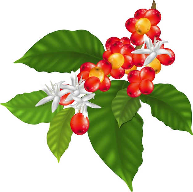 Illustration of specialty coffee - branches of coffee tree with leaves and berry