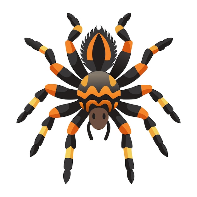 Vector illustration of tarantula isolated on white