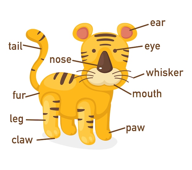 Illustration of tiger vocabulary part of body