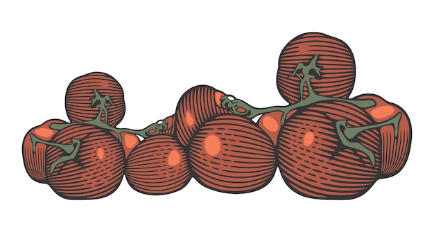 ILLUSTRATION OF A TOMATOS