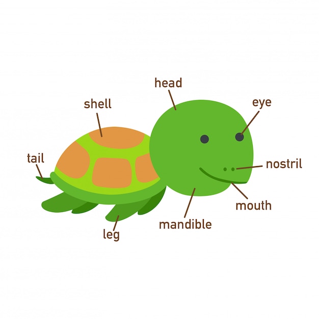 Illustration of turtle vocabulary part of body.vector