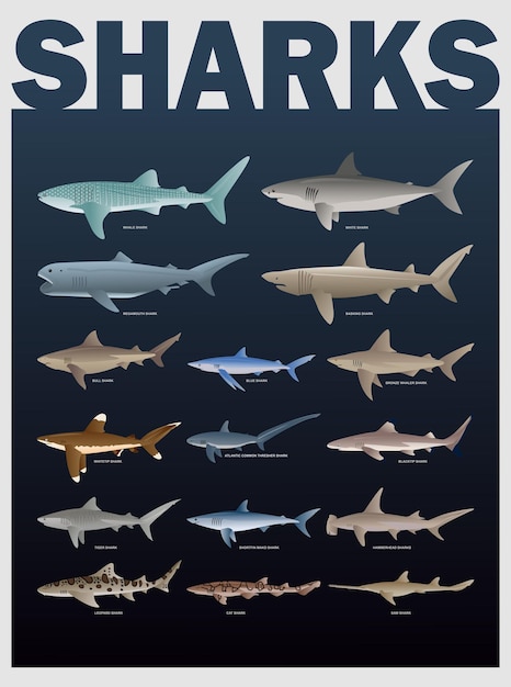 Illustration of various types of sharks in one set suitable for posters