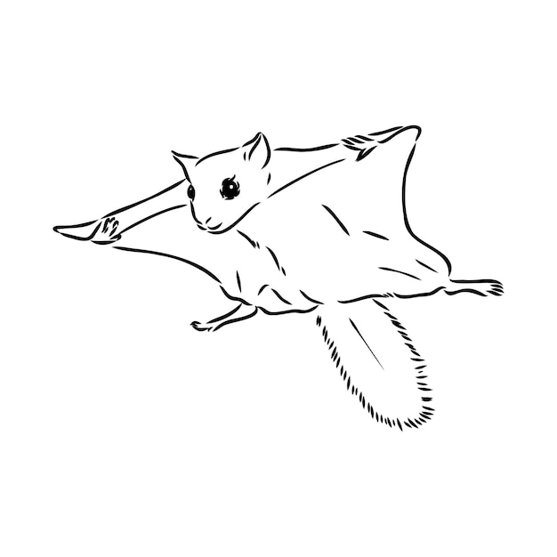 Illustration vector hand draw doodles of flying squirrel or Pteromyini or Petauristini isolated on white background