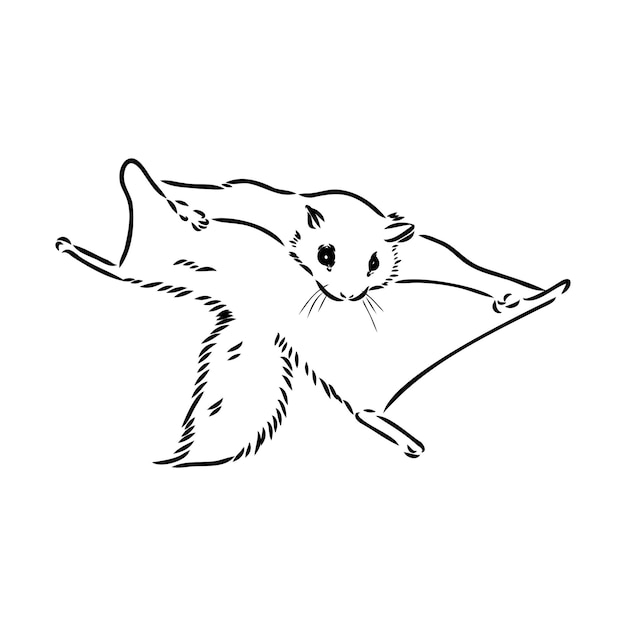 Illustration vector hand draw doodles of flying squirrel or Pteromyini or Petauristini isolated on white background