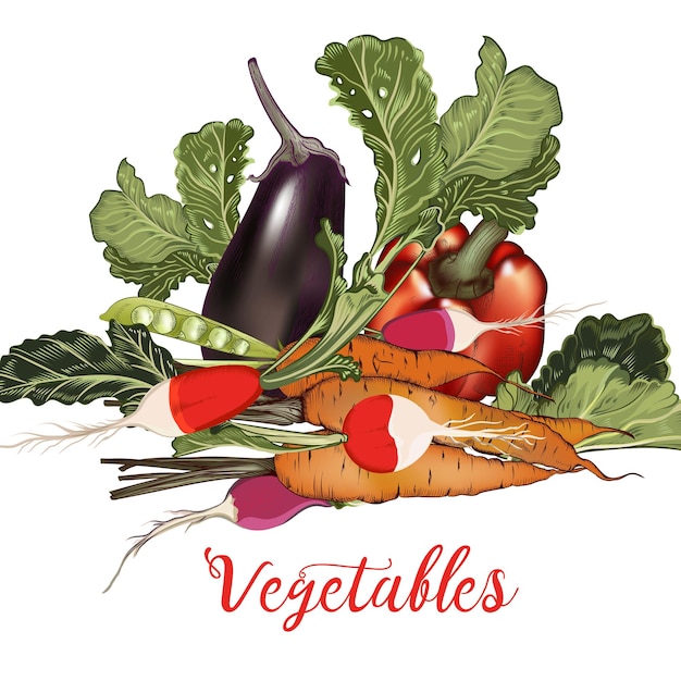 Vector illustration in vector vintage style with vegetables eggplant radish carrot