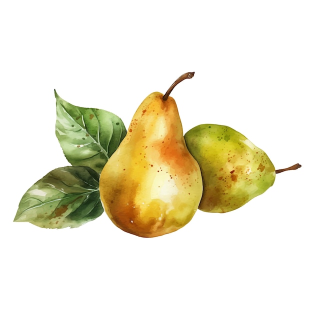 Illustration vector watercolor of pears on white background Vector illustration Cut out background