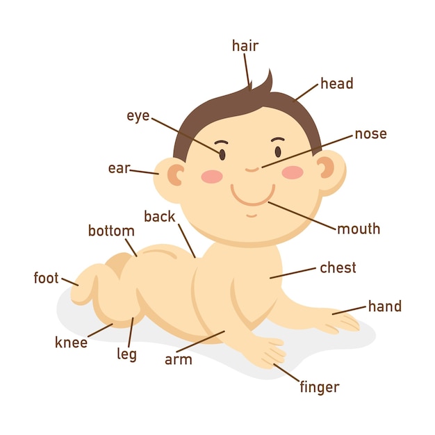 Illustration of vocabulary part of body