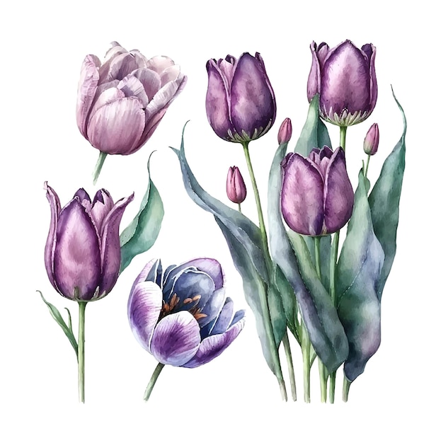 Illustration of watercolor hand drawn set of colorful puple tulips isolated on white background Spring flowers Card for Mothers day 8 March wedding