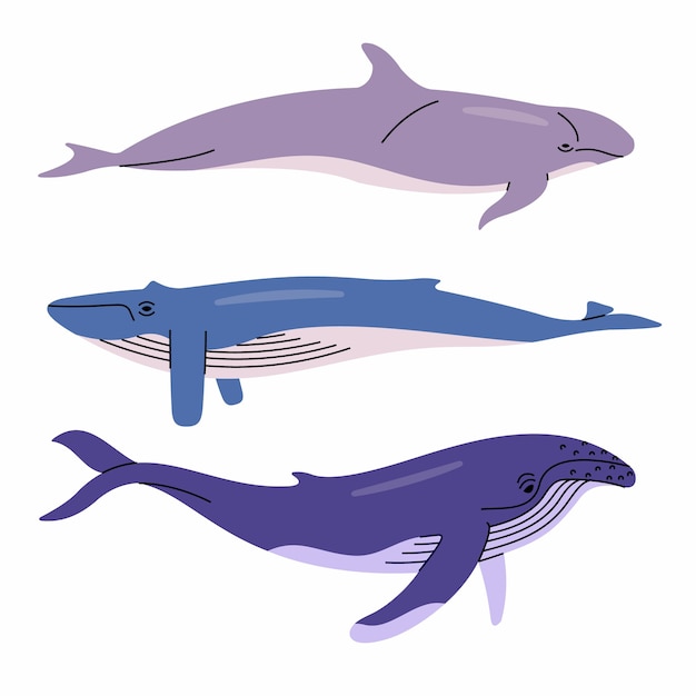 illustration of whales. False killer whale, blue whale, humpback whale. White background.