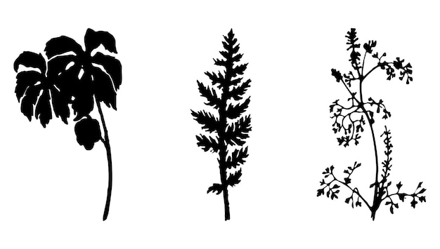 Illustration with black silhouettes of leaves and flowers highlighted on a white background