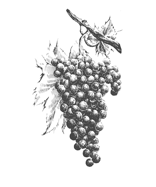 Illustration with grapes Vector Hand drawn