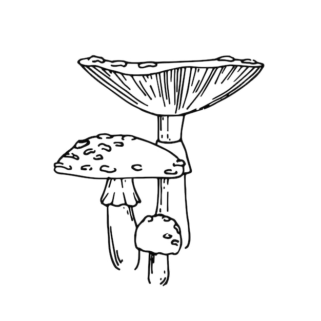 illustration with lines in vintage style fly agaric isolated on a white background three poisonous