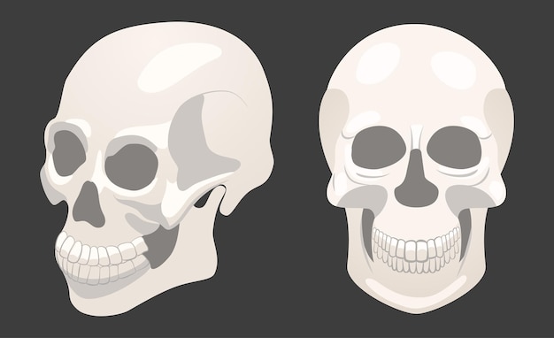 Illustration with two human skulls full face and sideways