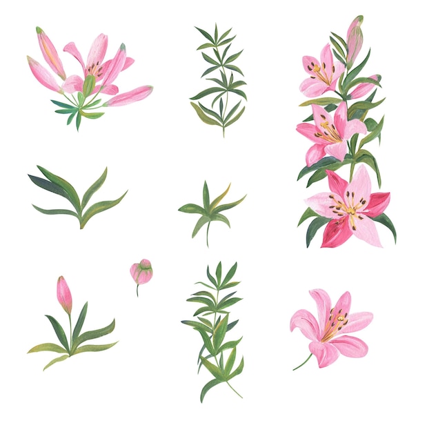 Illustrations of pink lilies set