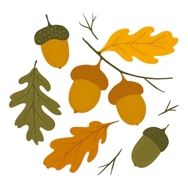 Vector illustrations of ripe and green acorns with leaves and twigs autumn oak acorns food for forest animals