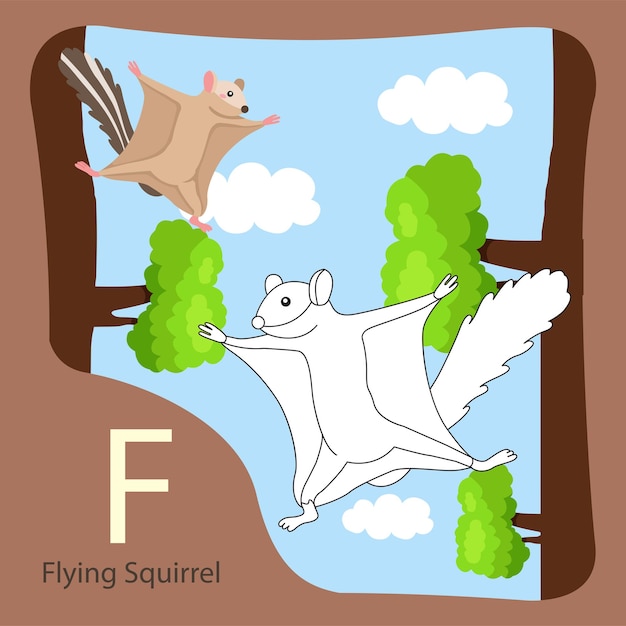 Illustrator of flying squirrel isolated and coloring