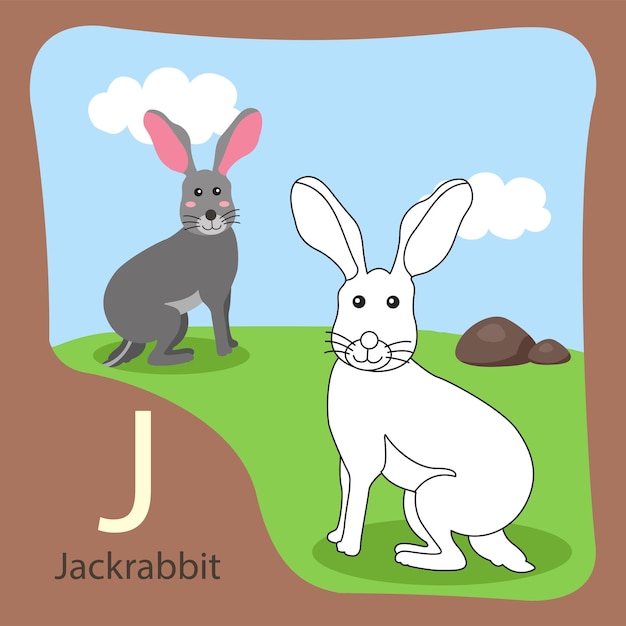 Illustrator of jackrabbit isolated and coloring