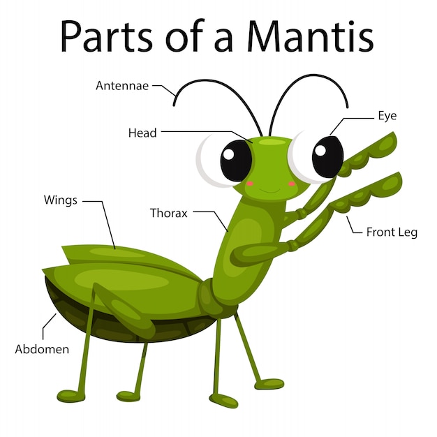 Illustrator parts of a mantis