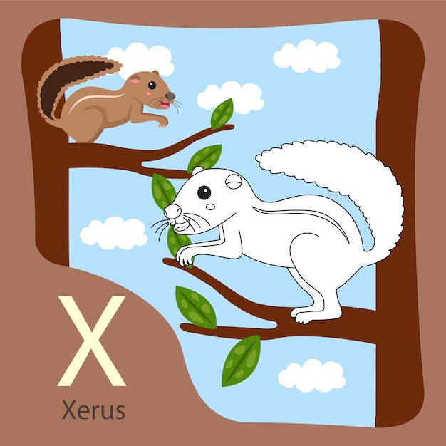 illustrator of xerus isolated and coloring