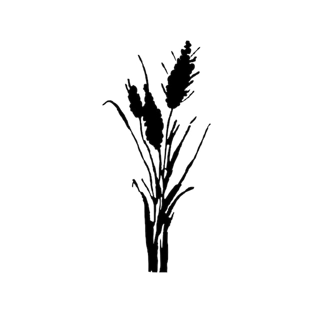 Image of a monochrome reedgrass or bulrush on a white backgroundIsolated vector drawing