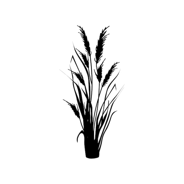 Image of a monochrome reedgrass or bulrush on a white backgroundIsolated vector drawing