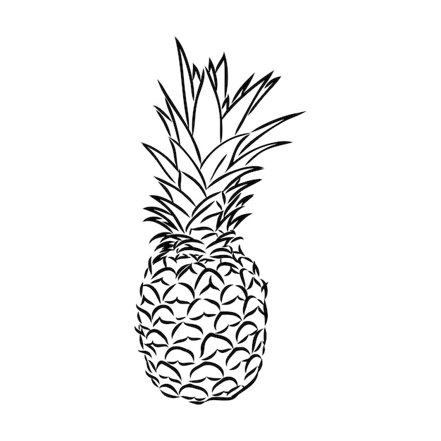 Image of pineapple fruit vector black and white illustration