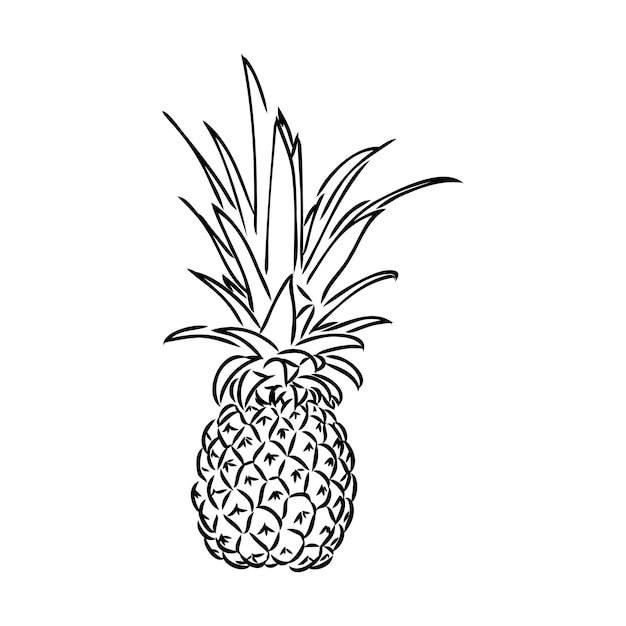 Image of pineapple fruit Vector black and white illustration