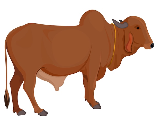 Indian Bull, Zebu bull. Brahman cattle. Vector illustration