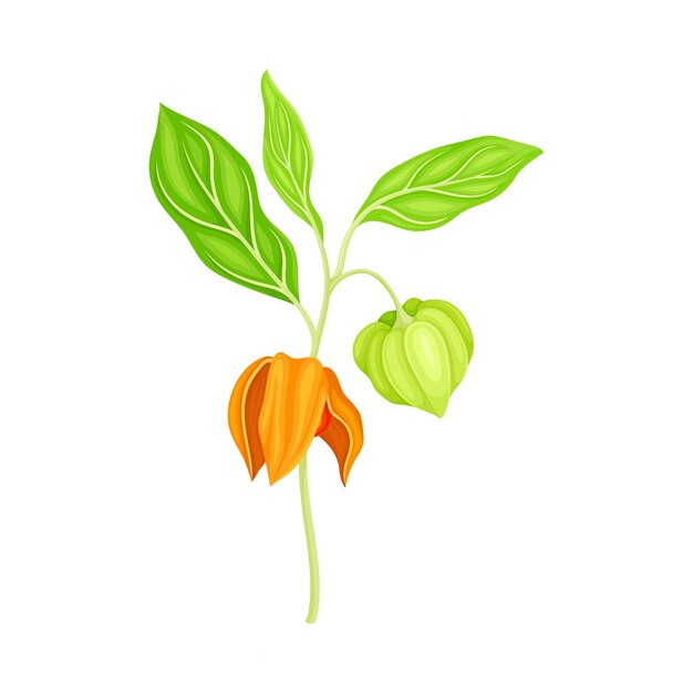 Vector indian ginseng or ashwagandha plant with hanging papery green calyx enclosing fruit vector illustration