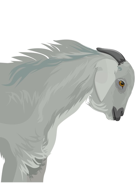 Indian Goat white,  side view, isolated, side view, isolated