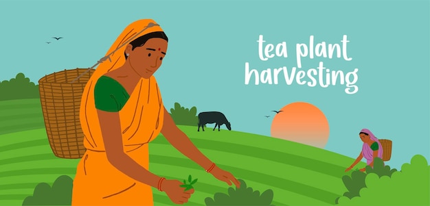 Indian woman worker picking tea leaves on the plantation hand drawn vector illustration