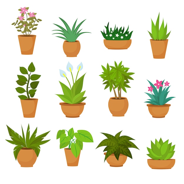 Indoor and outdoor landscape garden potted plants isolated on white.