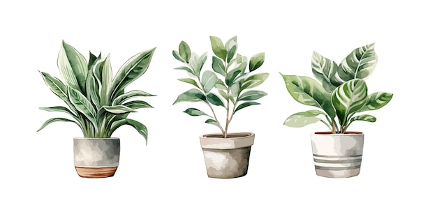 Indoor plant clipart isolated vector illustration