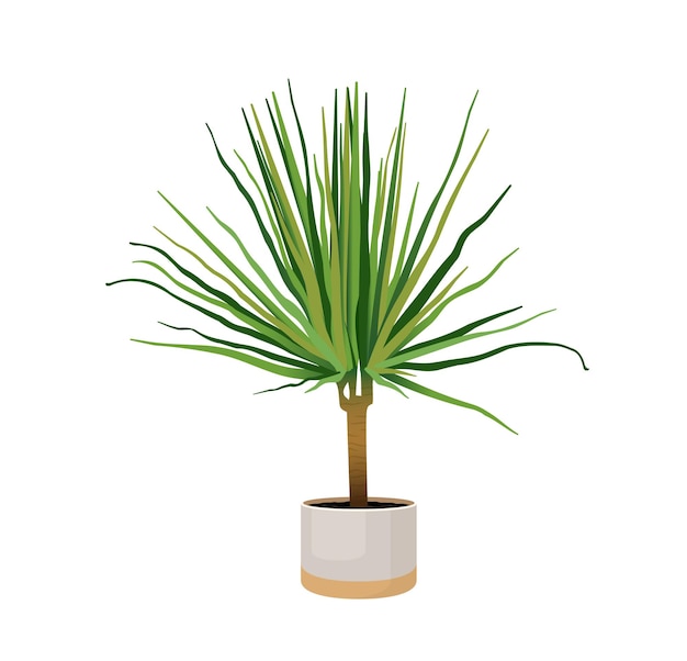 Indoor plant dracaena marginata in a pot for interior decor Trendy home decor with plants