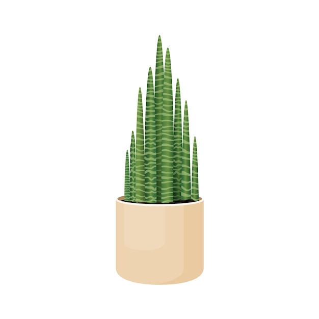 Indoor plant sansevieria cylindrical in a pot for interior decor at home office indoor