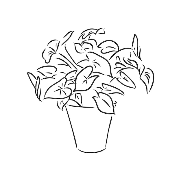 indoor plant vector sketch on white background