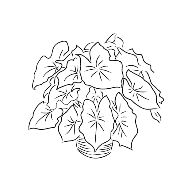 indoor plant vector sketch on white background