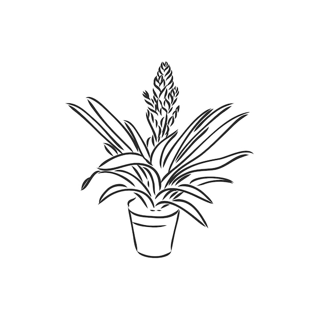 indoor plant vector sketch on white background