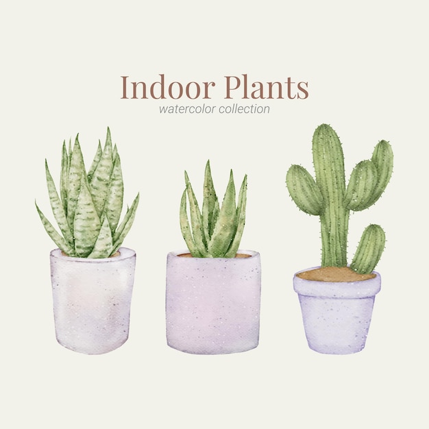 Indoor Plant watercolor collection