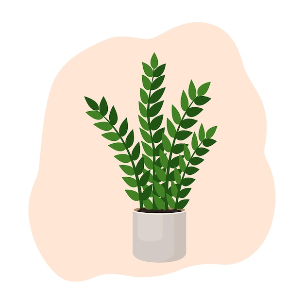 Indoor plant zamioculcas in a pot for interior decor at home office indoor use Vector illustration