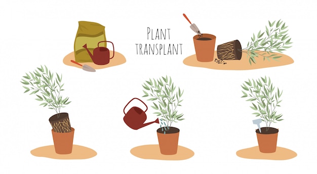 Indoor plants in pots at different stages of transplantation. Transplant method.