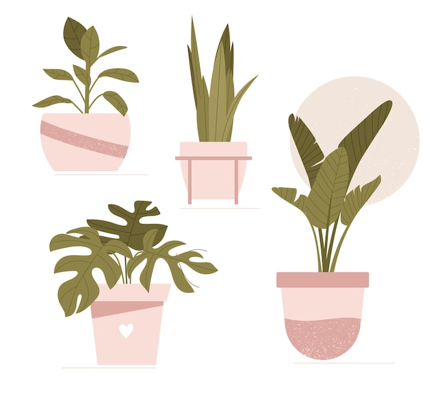 Indoor plants