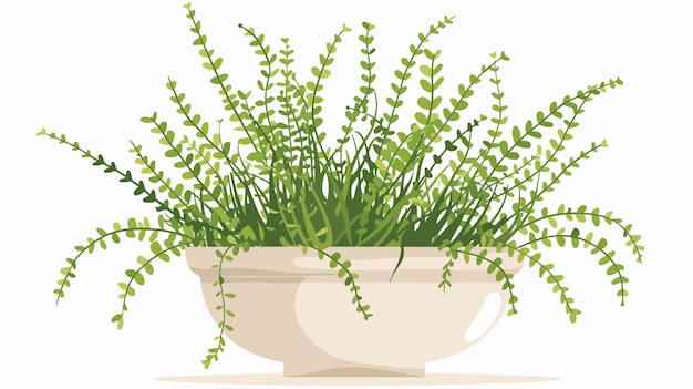 Indoor Potted Plant Asparagus Fern Flat Illustration