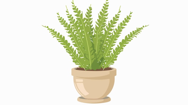 Indoor Potted Plant Asparagus Fern Flat Illustration